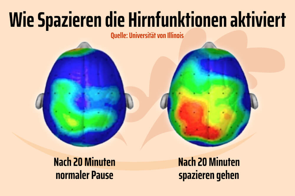 Spazieren Gehen Fit Geistig Koerperlich Hirnfunktion Studie Grafik