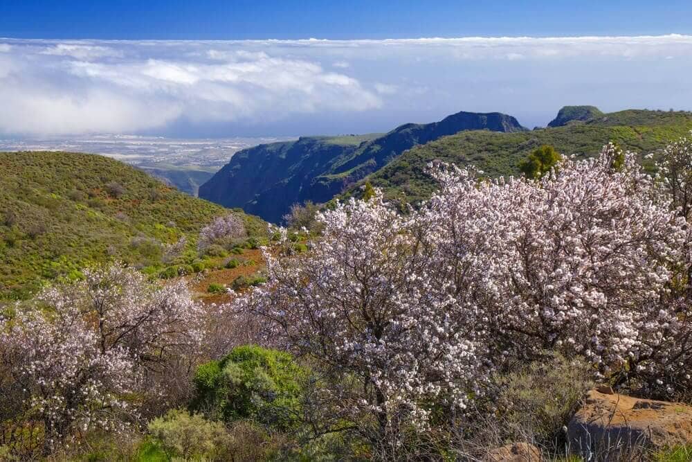 Barranco-de-Guayadeque-Gran-Canaria