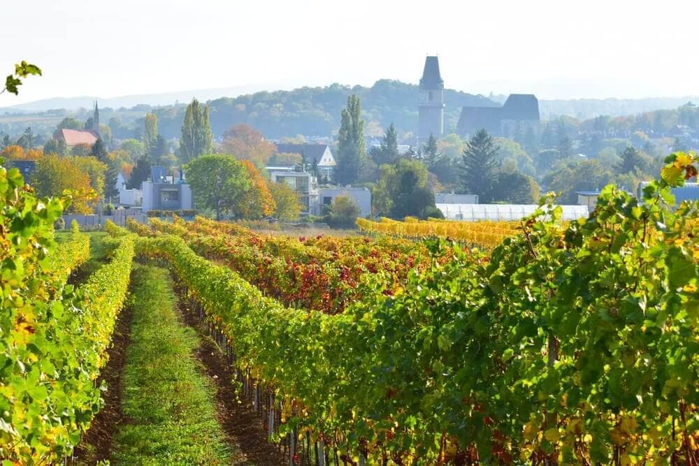 Perchtoldsdorf-Heurigen-Wien-Wein-Niederoesterreich