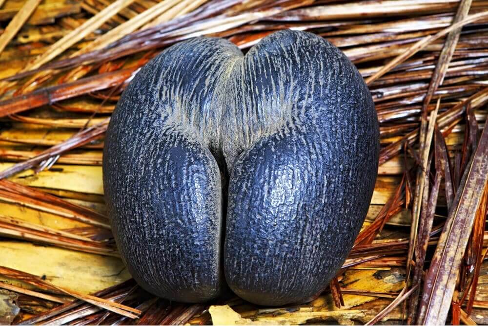 Seychellen-Praslin-coco-de-mer