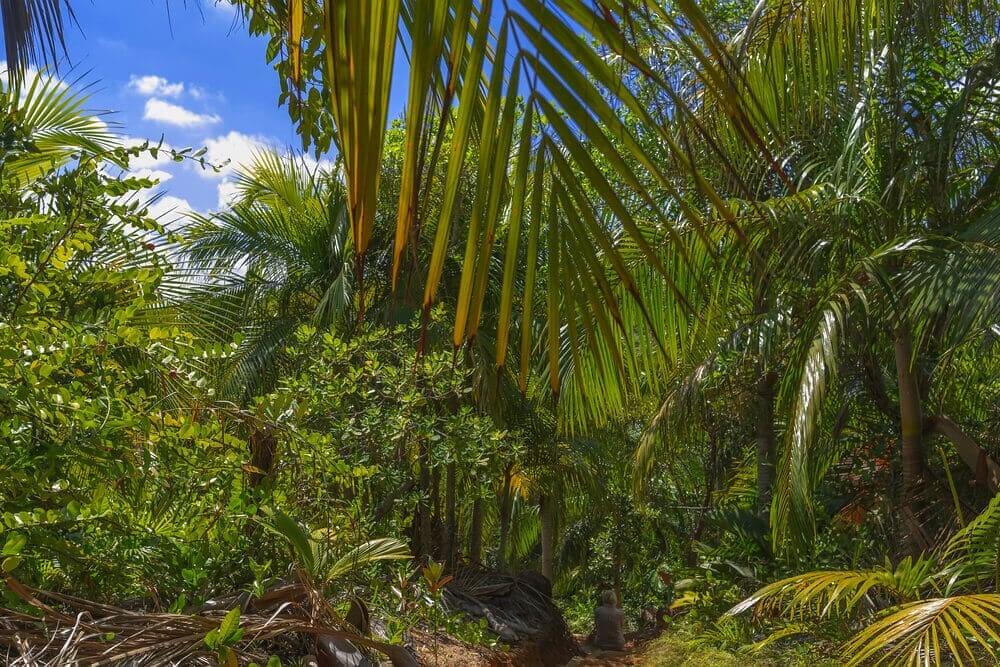 Seychellen-Praslin-vallee-de-mai
