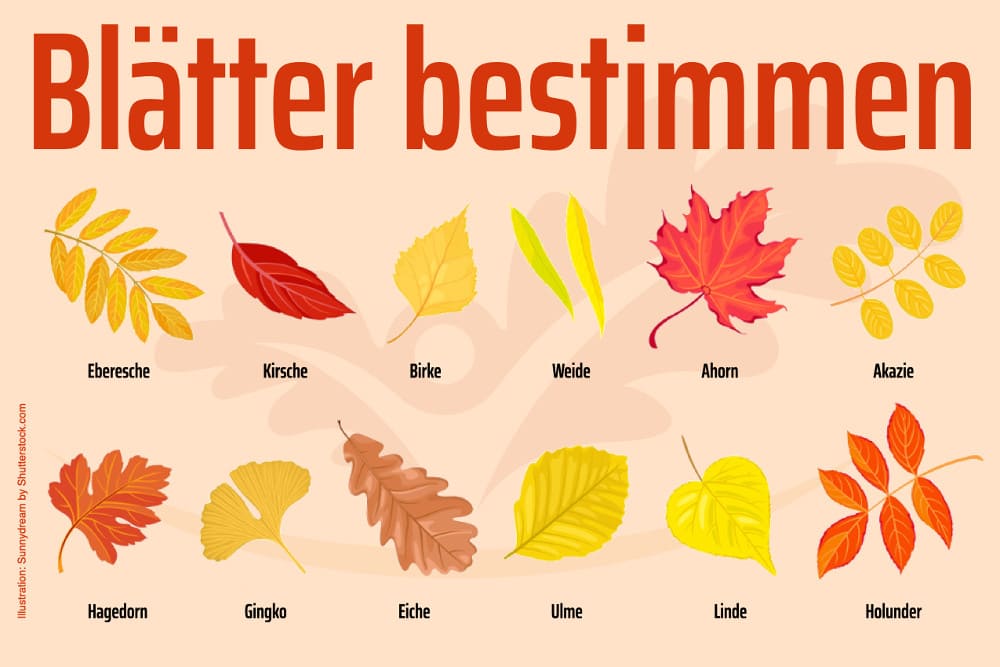 Kinder beschäftigen 4 Jahre 5 10 2 3 8 In Der Nähe Drinnen Draussen